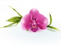 entretenir-orchidee