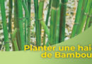Planter une haie de Bambous