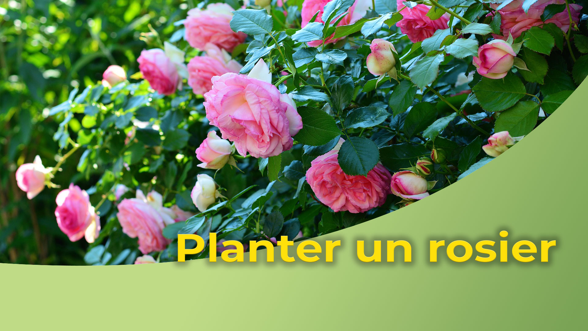 Comment R Ussir La Plantation De Votre Rosier Objectif Habitat