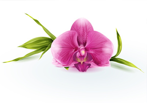 Une orchidée facile à entretenir !