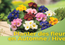 Planter des fleurs en Automne Hiver