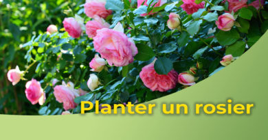 Comment réussir la plantation de votre rosier ?