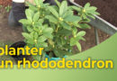 planter un rhododendron